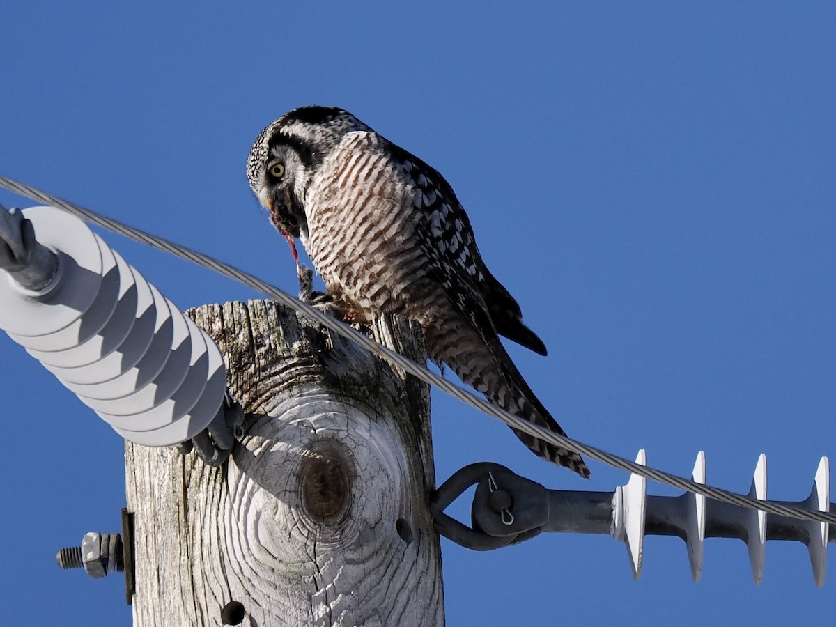 Northern Hawk Owl (American) - Jim Sparrell