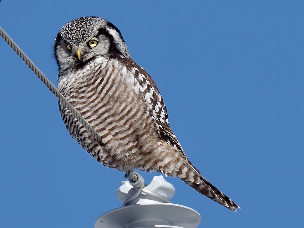 Northern Hawk Owl (American) - Jim Sparrell