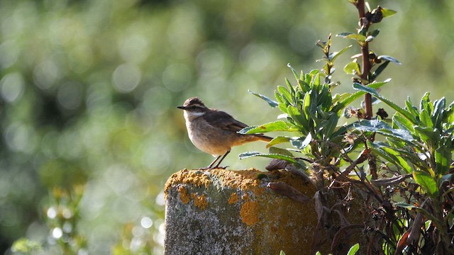 Chestnut-winged Cinclodes - ML615283188