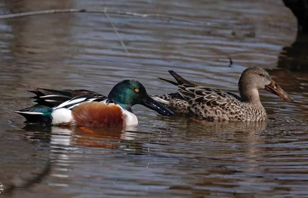 Northern Shoveler - ML615283244