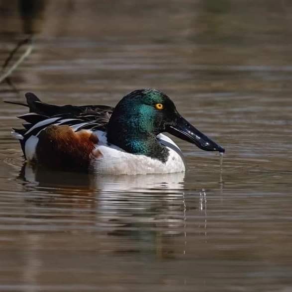 Northern Shoveler - ML615283251