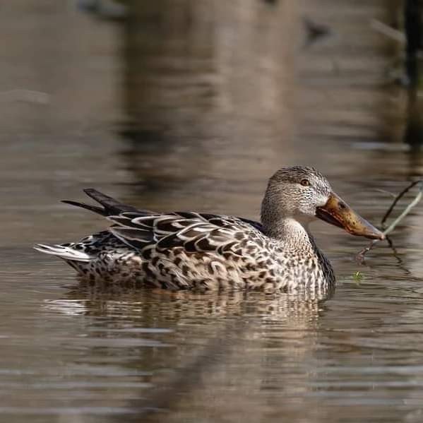 Northern Shoveler - ML615283252