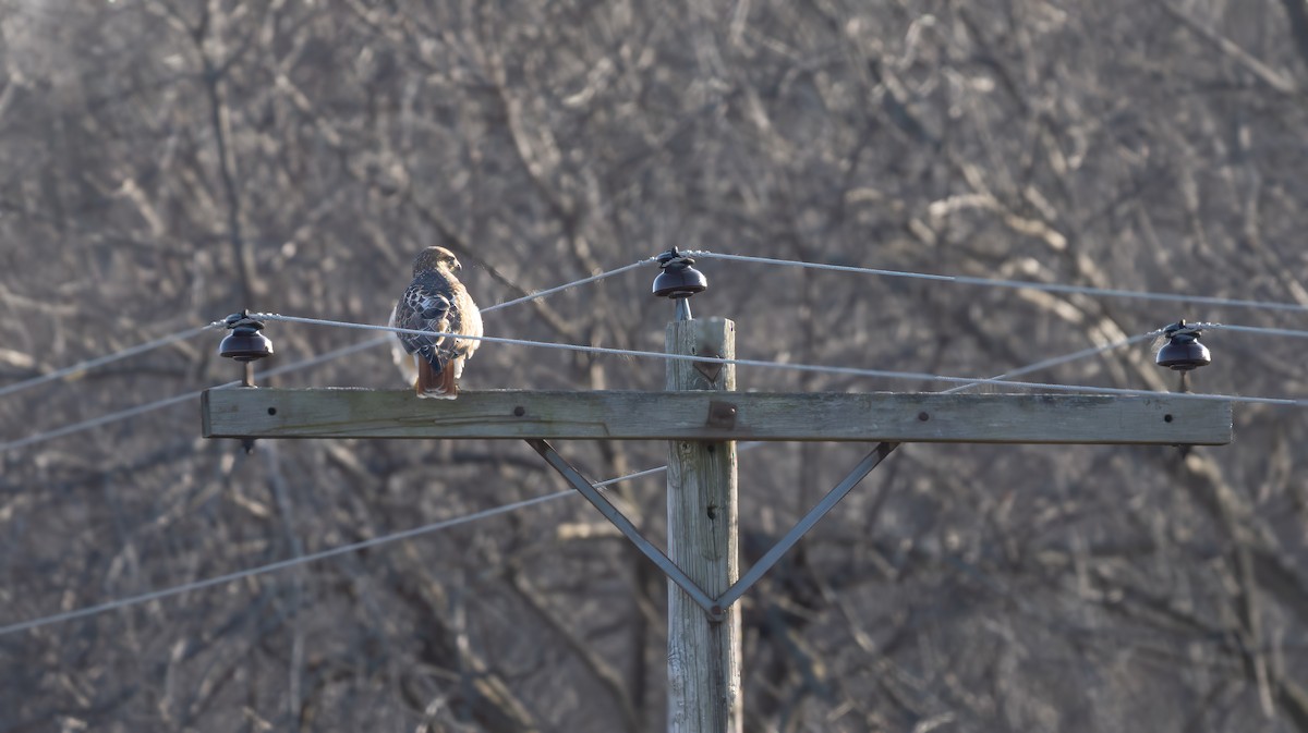 Red-tailed Hawk - ML615283272