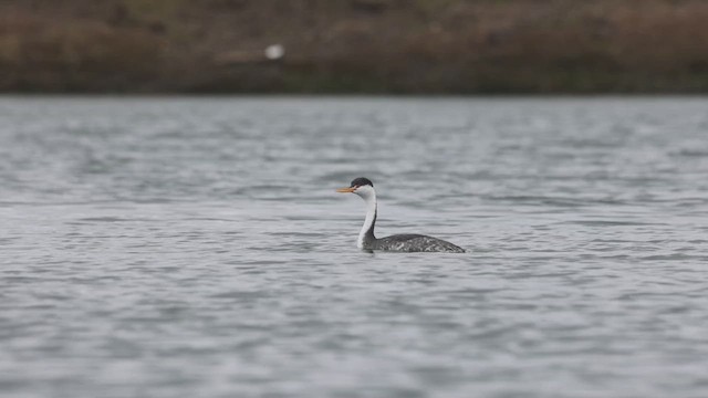 Clark's Grebe - ML615283363