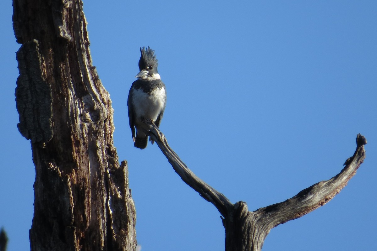 Belted Kingfisher - ML615283386