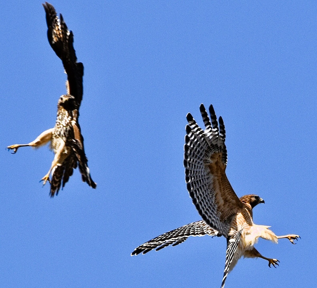 Red-shouldered Hawk - ML615283433