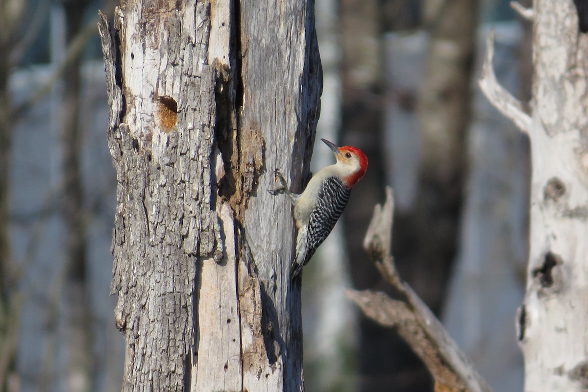 Red-bellied Woodpecker - ML615283436