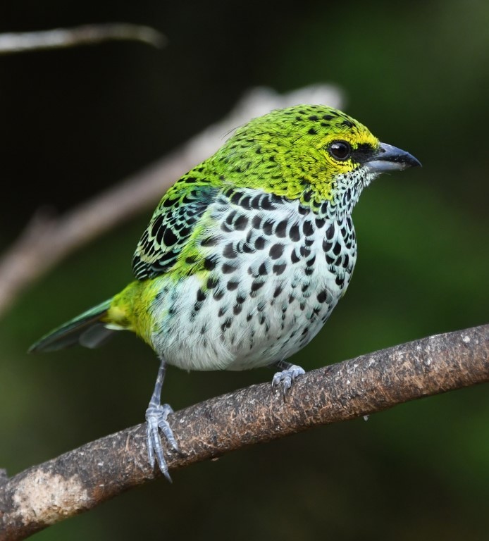 Speckled Tanager - ML615283442