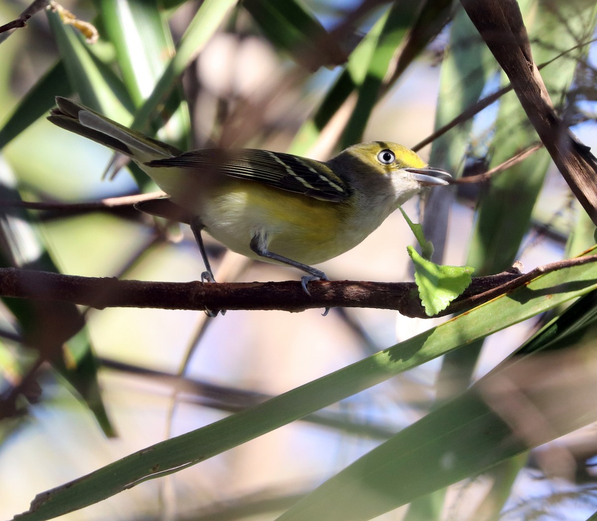 Ak Gözlü Vireo - ML615283562