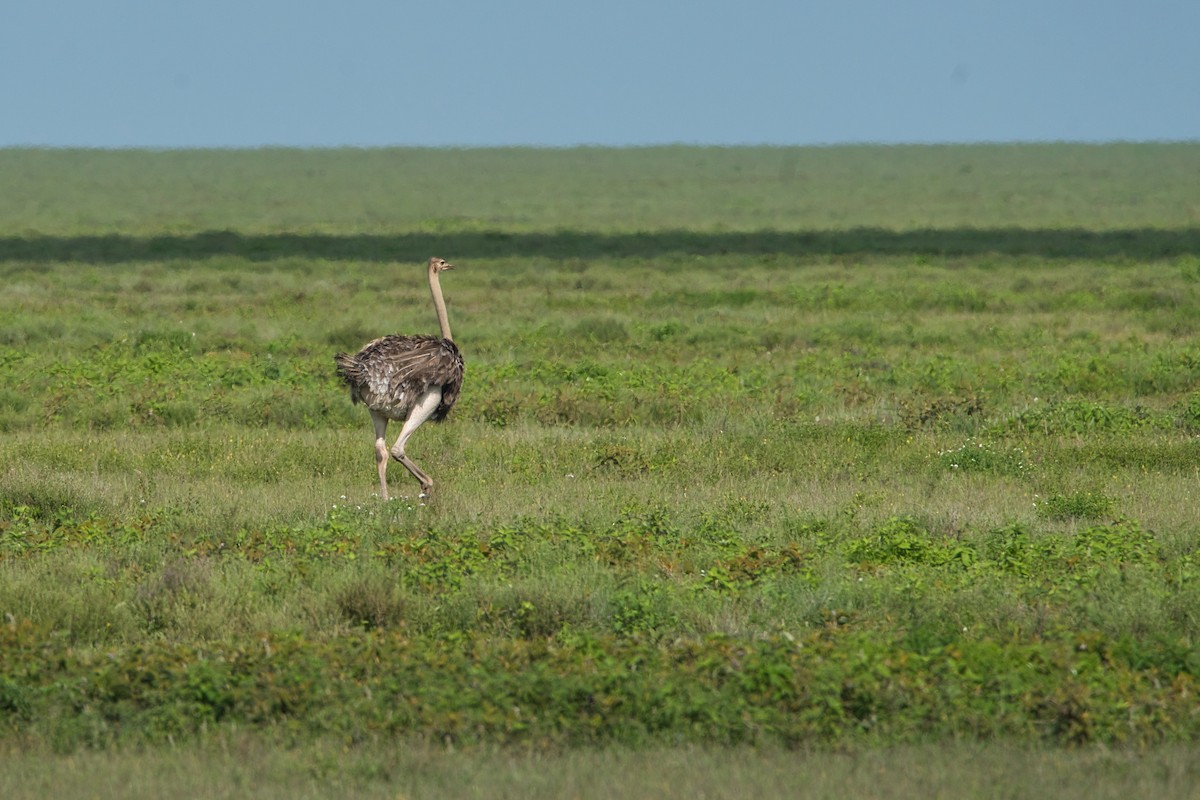 Common Ostrich - Nicola Marchioli