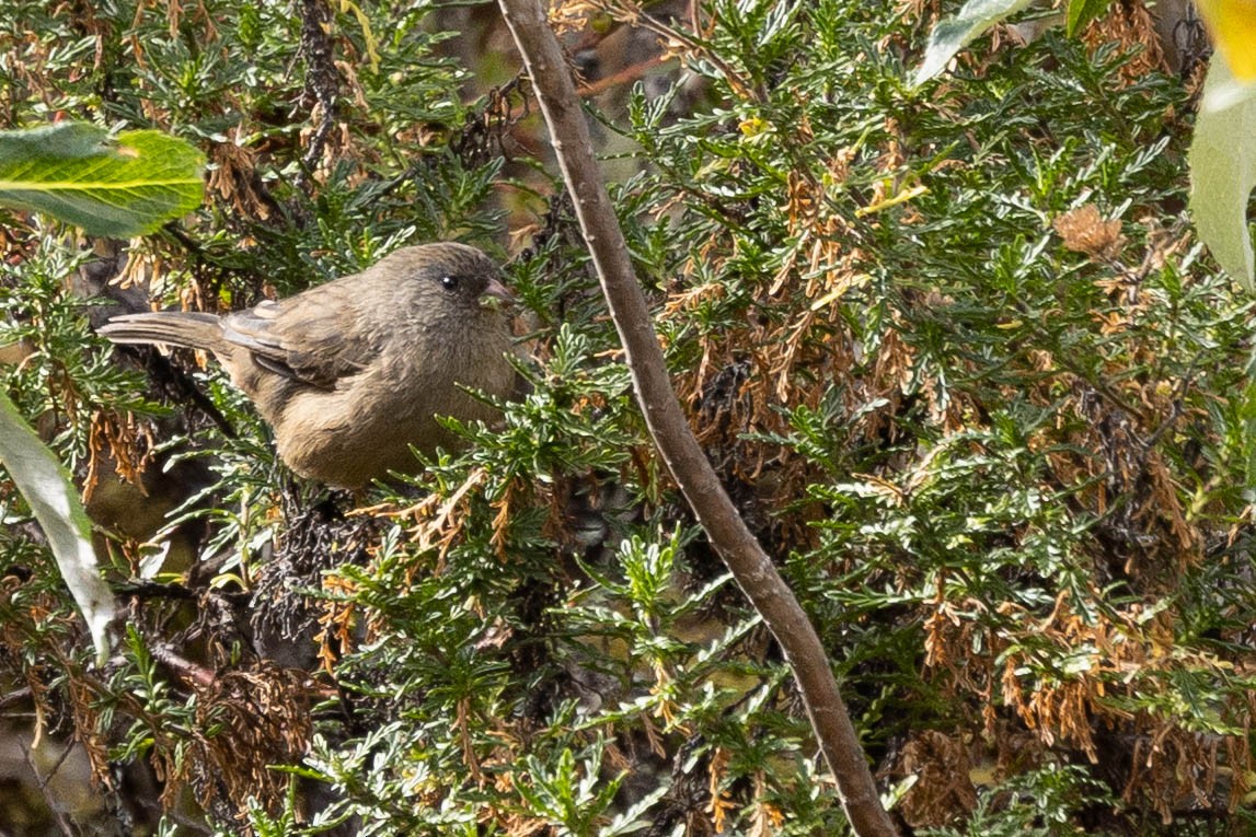 Paramo Seedeater - Doug Gochfeld