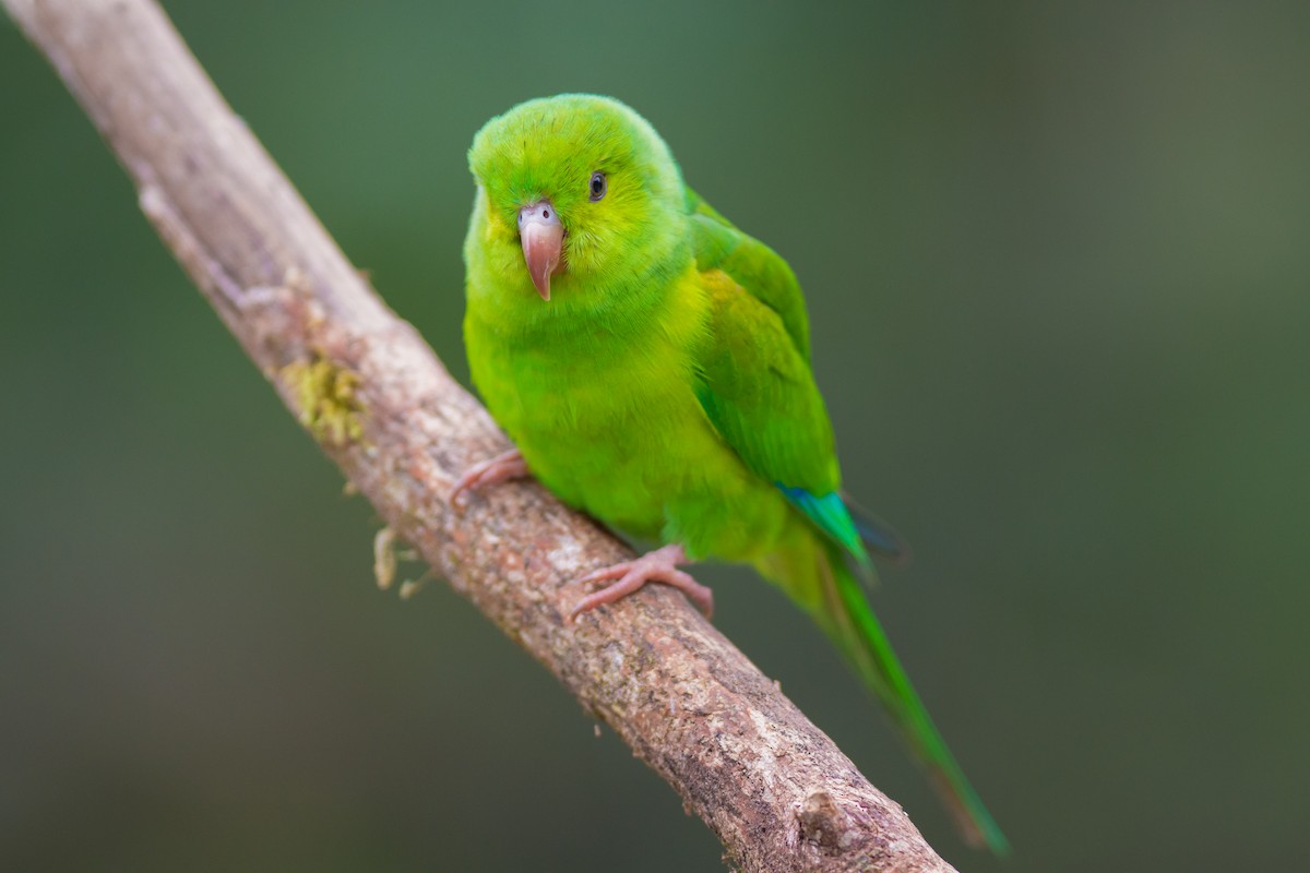 Plain Parakeet - ML615283712