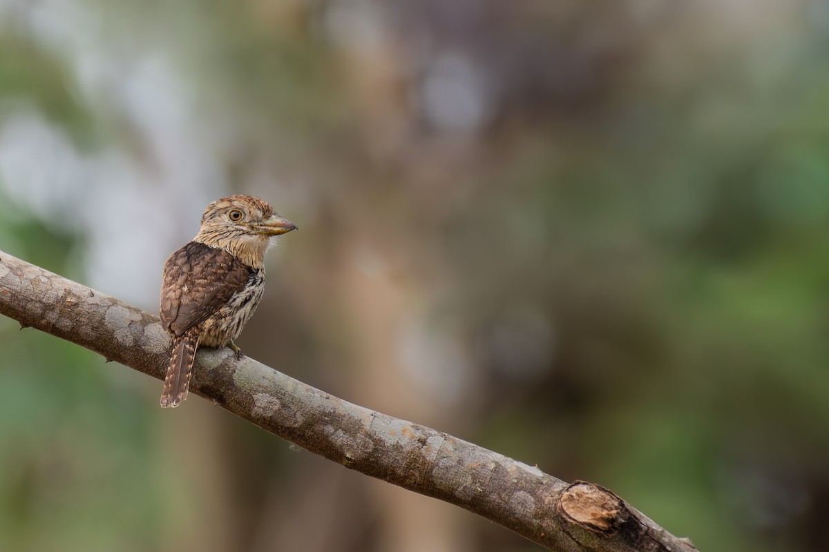 Western Striolated-Puffbird - ML615283817