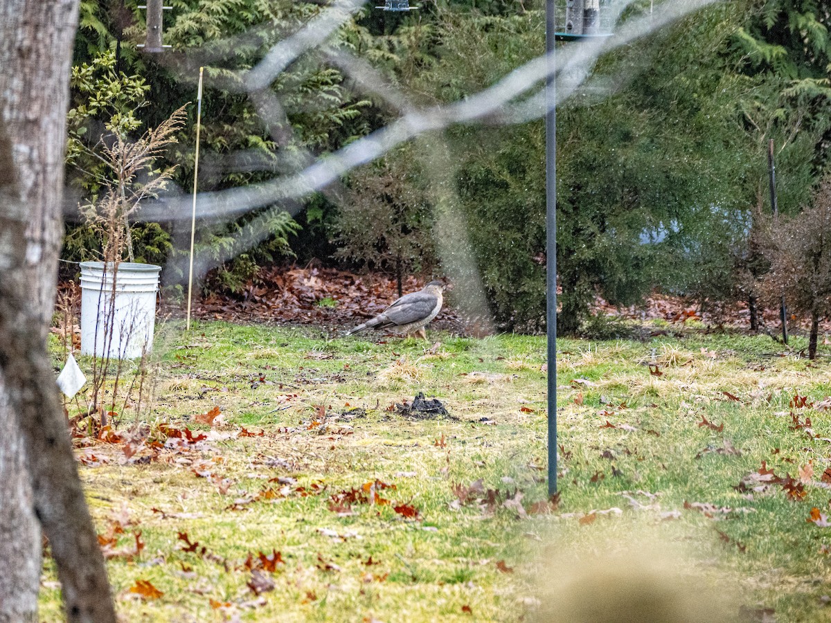 Cooper's Hawk - Cathy Wooster