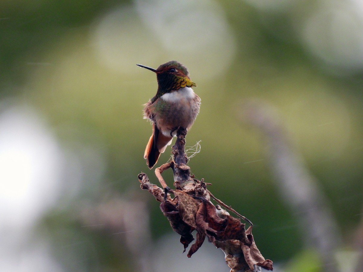 Scintillant Hummingbird - Daniel Matamoros