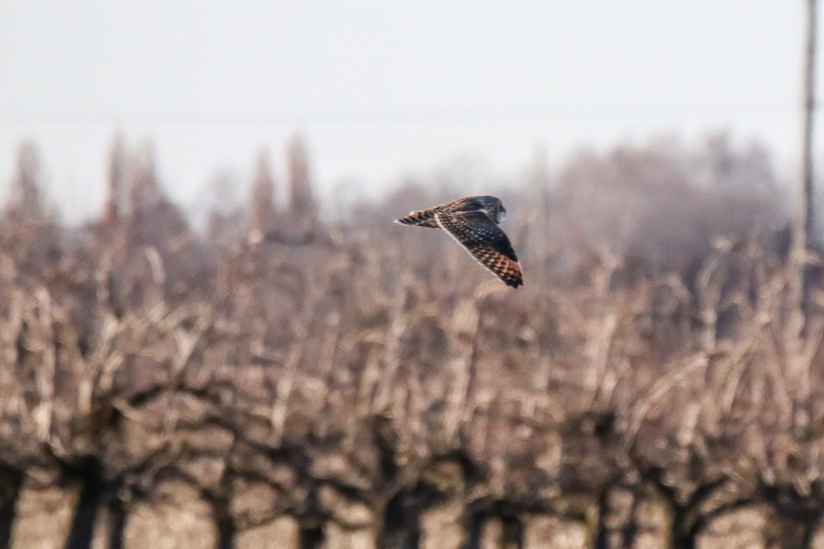 Short-eared Owl - ML615283865