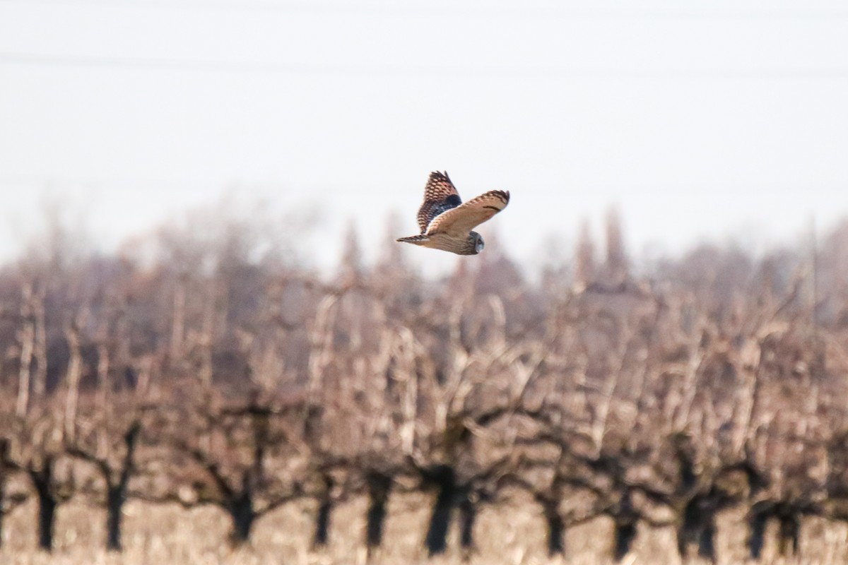 Short-eared Owl - ML615283866