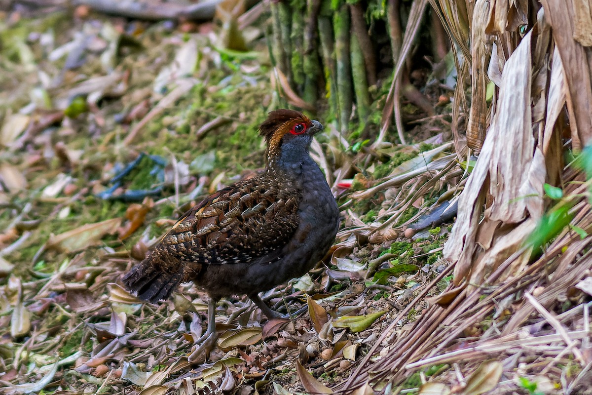 Spot-winged Wood-Quail - Marcelo  Telles