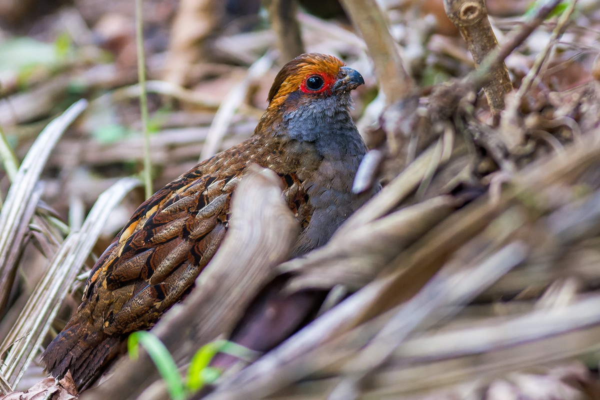 Spot-winged Wood-Quail - Marcelo  Telles