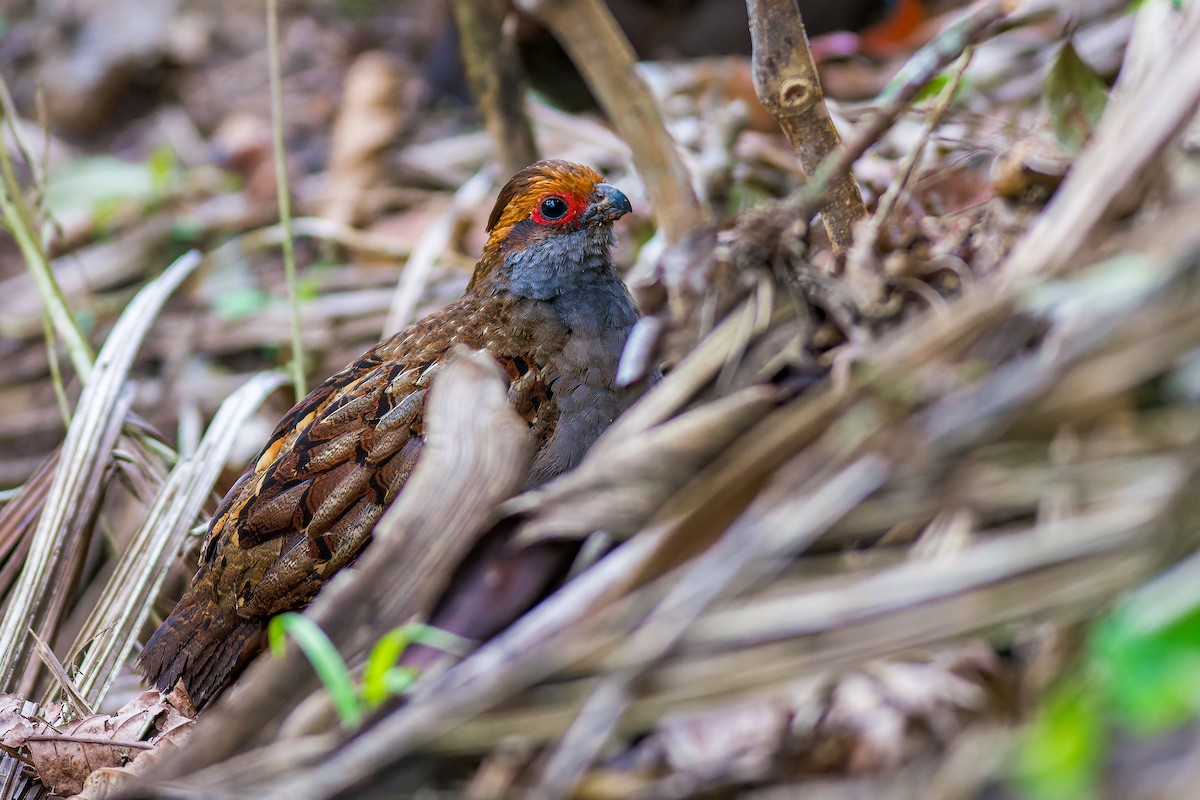 Spot-winged Wood-Quail - ML615283913