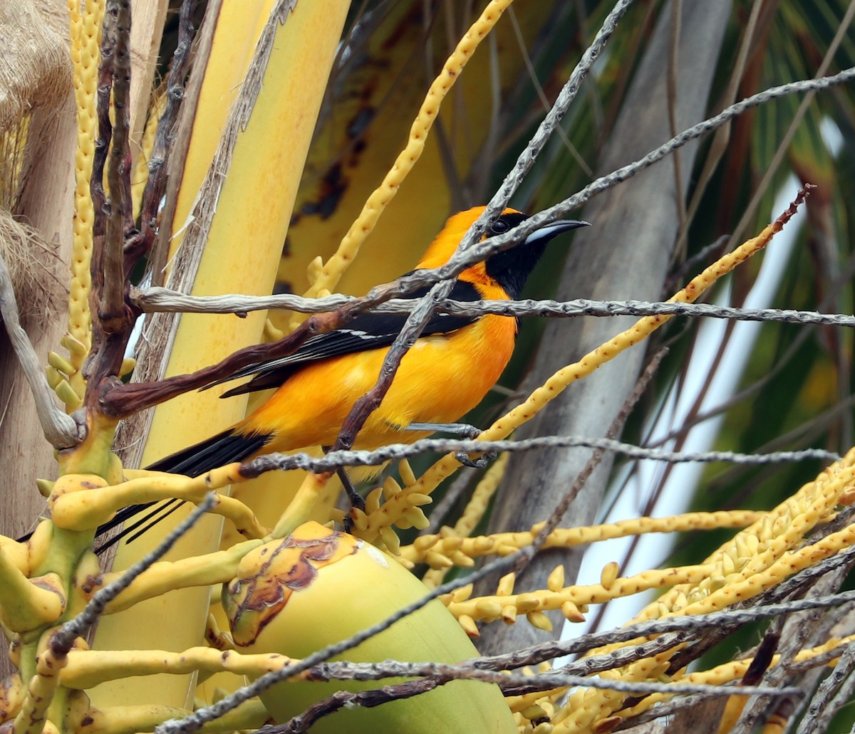 Hooded Oriole - ML615283915