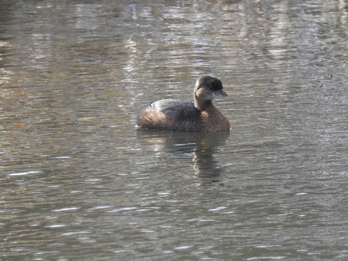 Pied-billed Grebe - ML615283930