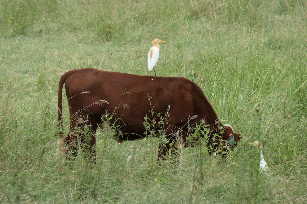 Eastern Cattle Egret - ML615284017