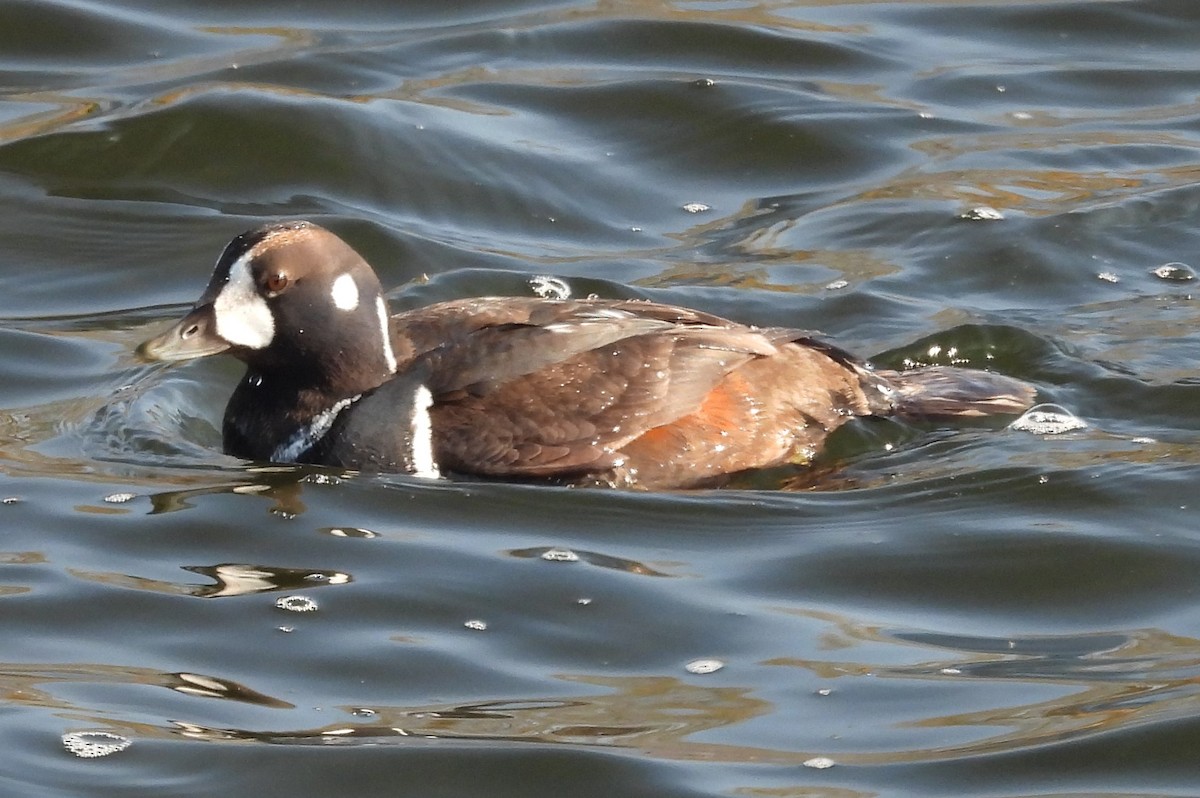 Harlequin Duck - ML615284051