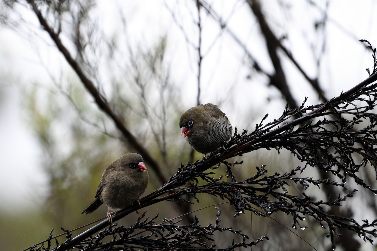 Beautiful Firetail - ML615284085