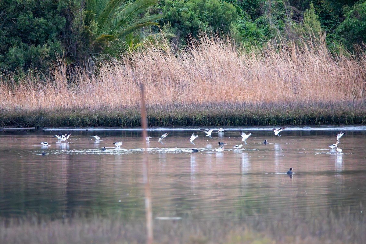 American Avocet - ML615284113