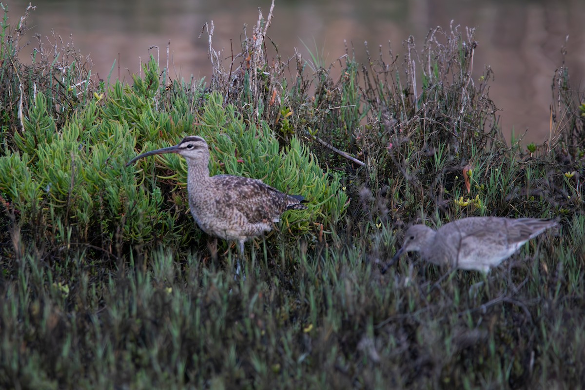 Whimbrel - ML615284139