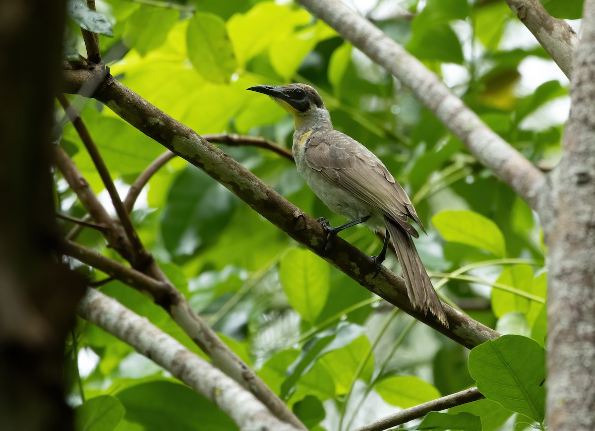 Filemón Goligualdo - ML615284210