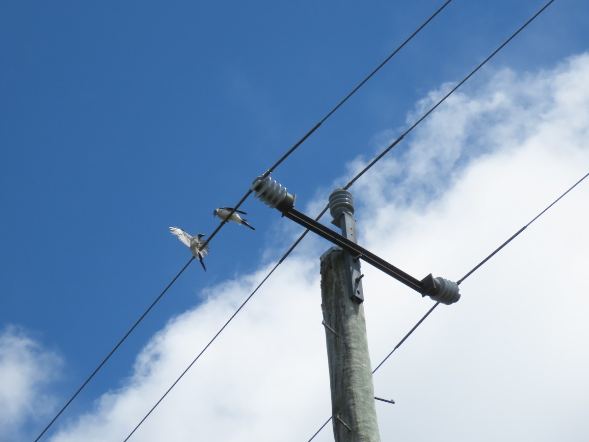 Ground Cuckooshrike - Jemaine Mulcahy