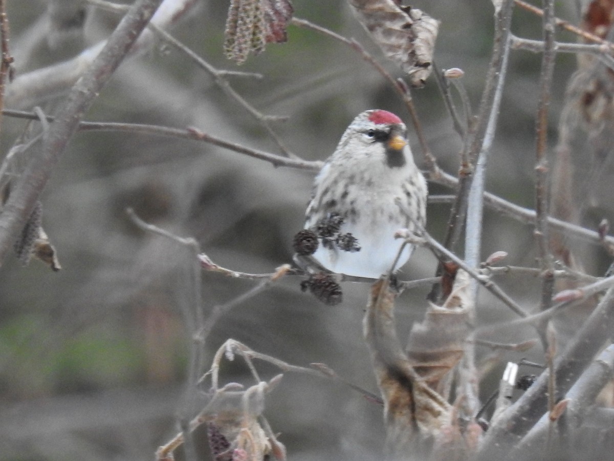 Common Redpoll - Benjamin Laing