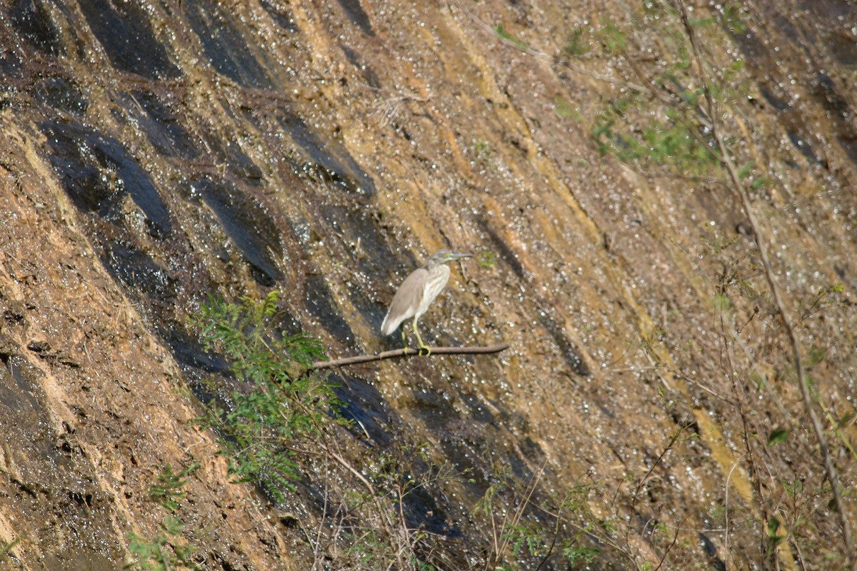 Indian Pond-Heron - ML615284310