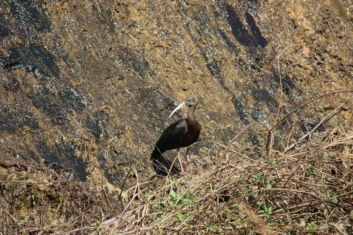 Glossy Ibis - ML615284319