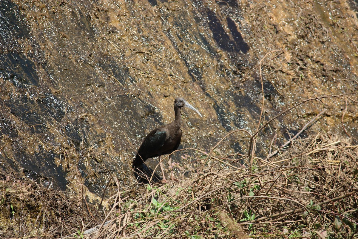 Glossy Ibis - ML615284320