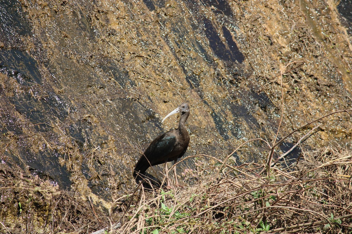 Glossy Ibis - ML615284321