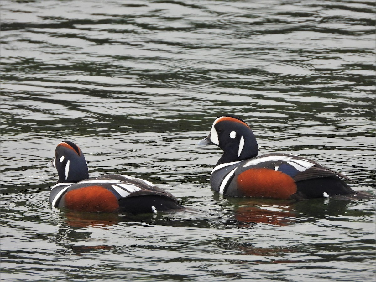 Harlequin Duck - ML615284344