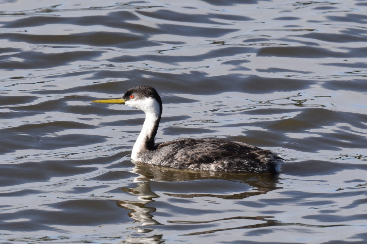 Western Grebe - ML615284444