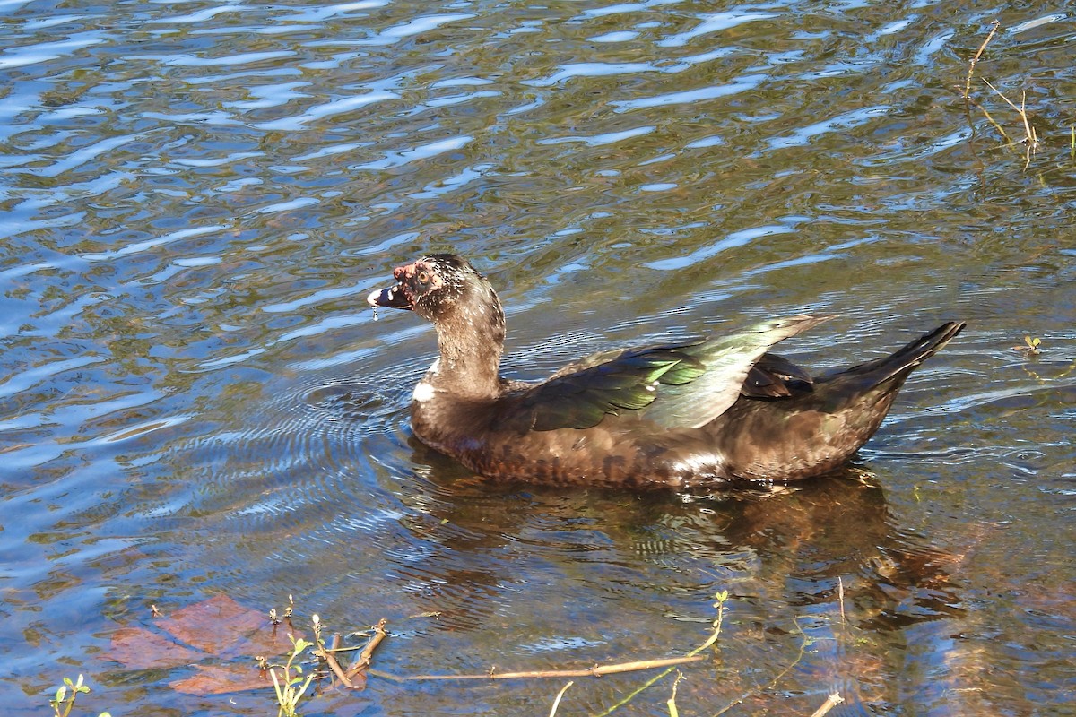 Muscovy Duck (Domestic type) - ML615284461