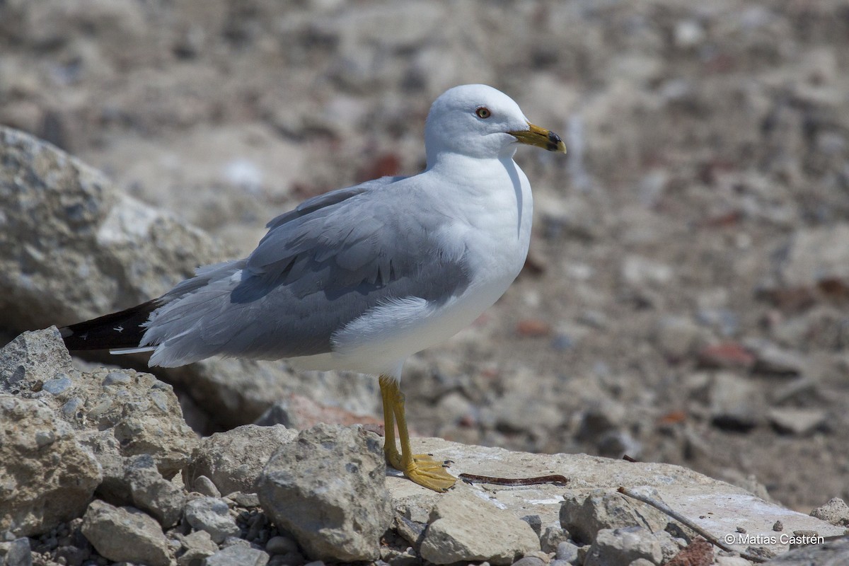 Ring-billed Gull - ML615284501