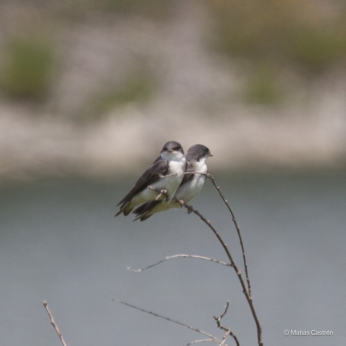 Bank Swallow - ML615284505