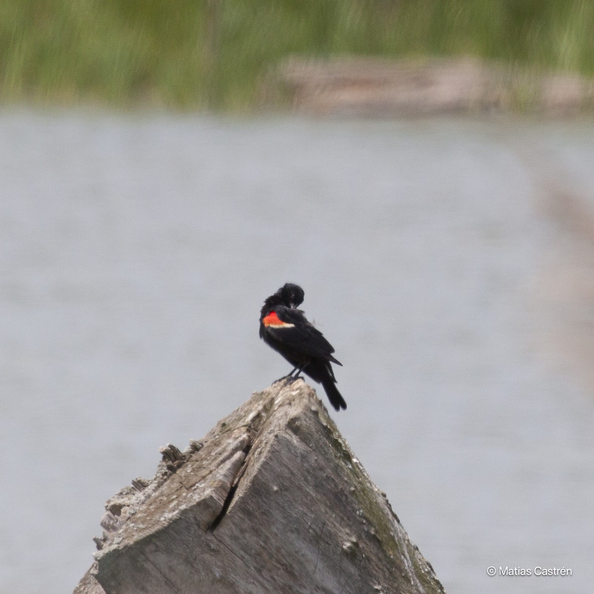 Red-winged Blackbird - ML615284512