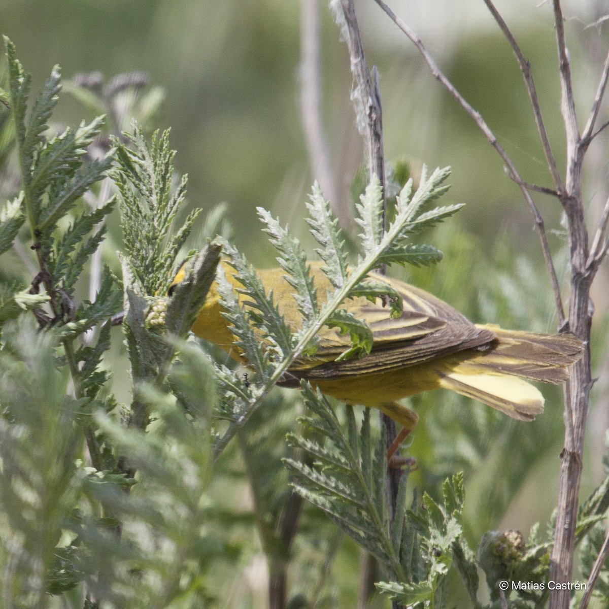 Orchard Oriole - ML615284519