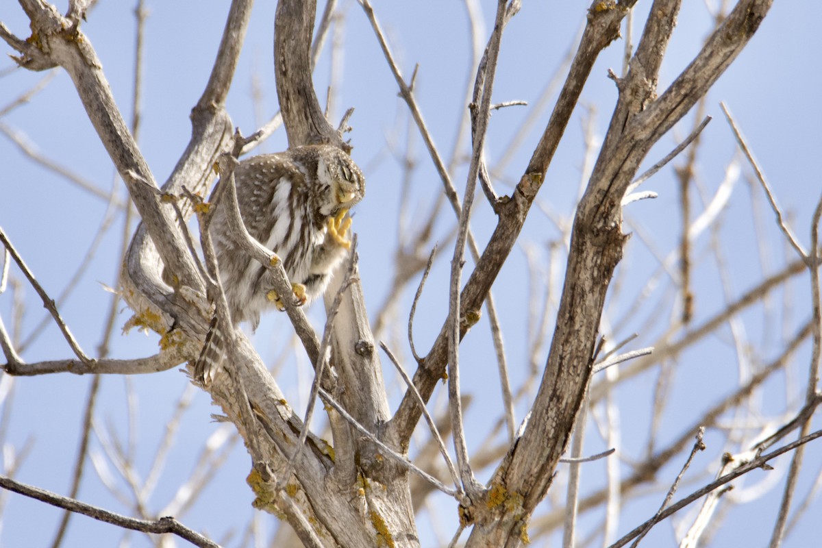 Northern Pygmy-Owl (Rocky Mts.) - ML615284520
