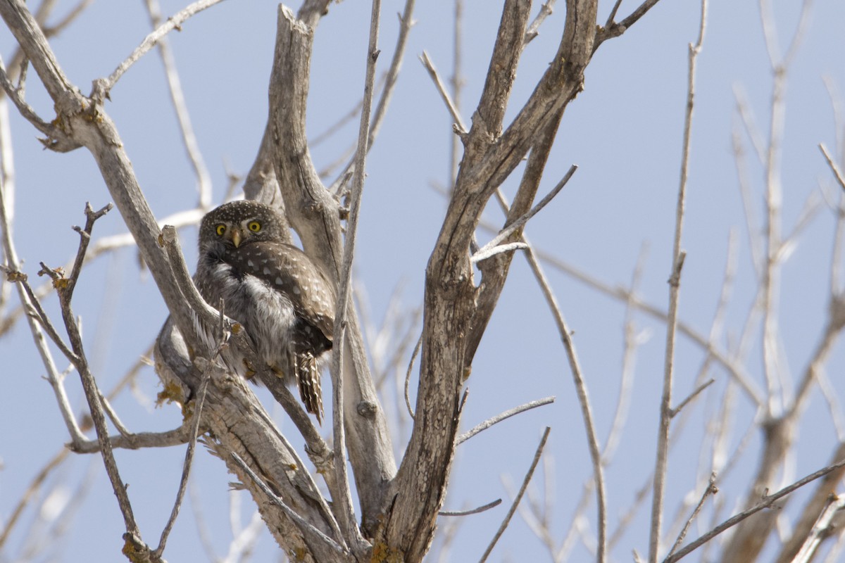 Northern Pygmy-Owl (Rocky Mts.) - ML615284521