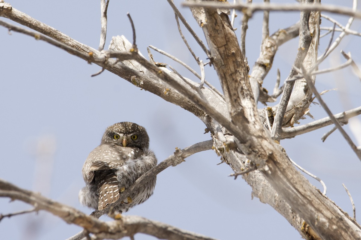 Northern Pygmy-Owl (Rocky Mts.) - ML615284522