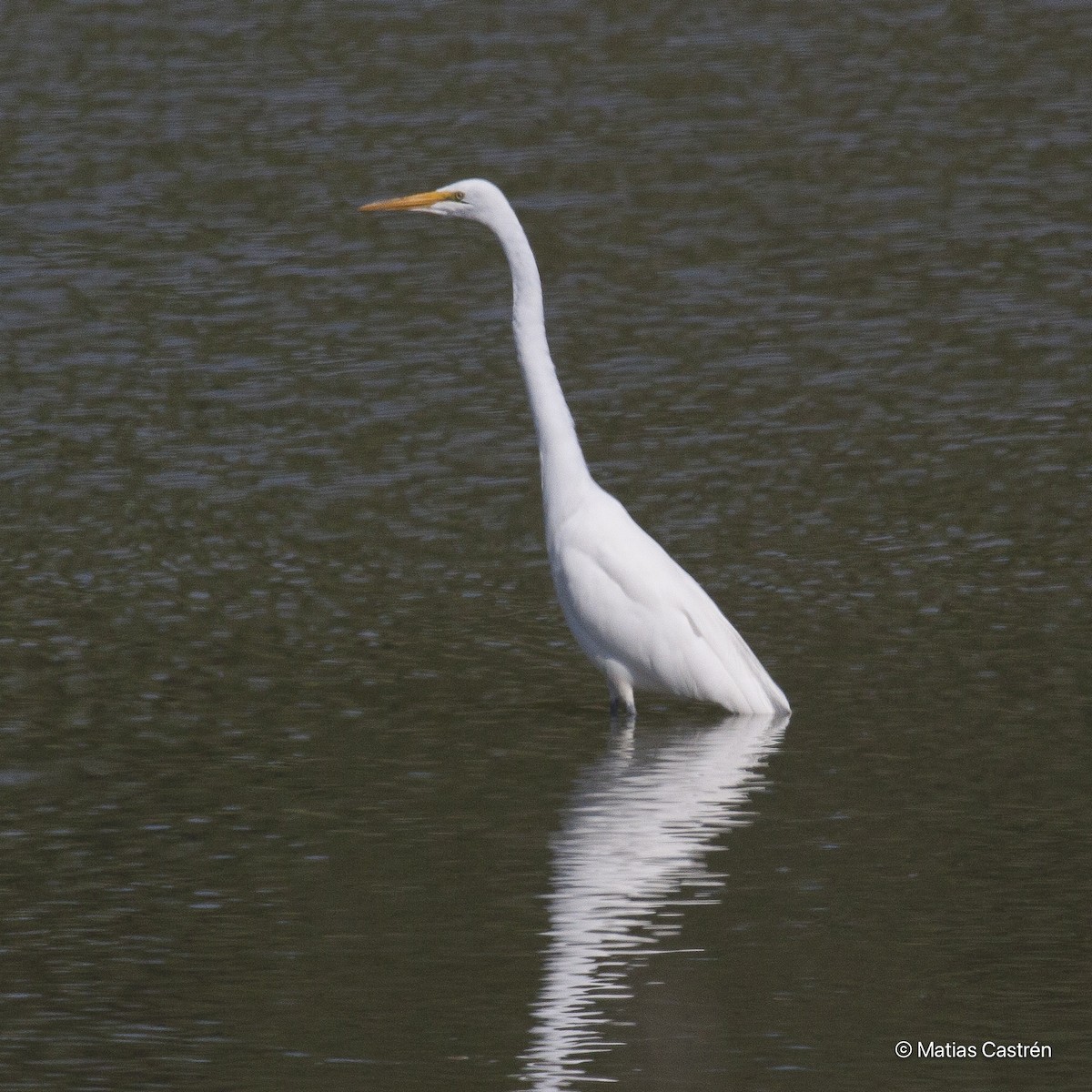 Great Egret - ML615284534
