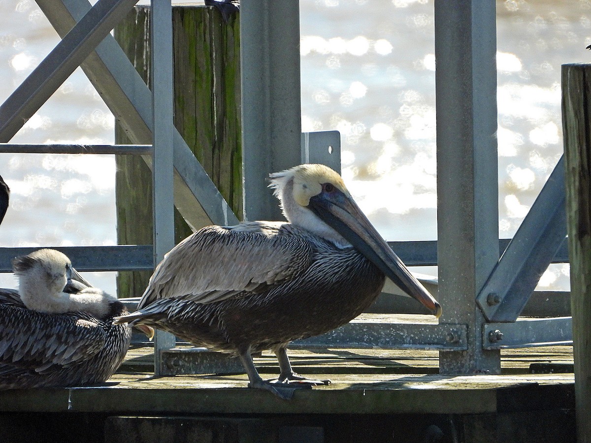 Brown Pelican - ML615284550